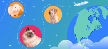 Photos of a bunny, dog, and cat on top of an illustration of the earth. A blog header that represents can I bring my pet while studying abroad?